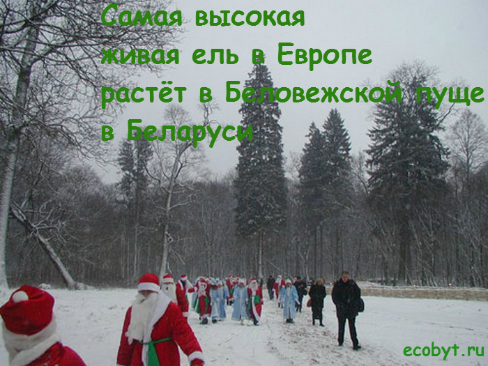 Самая высокая живая ель в Европе