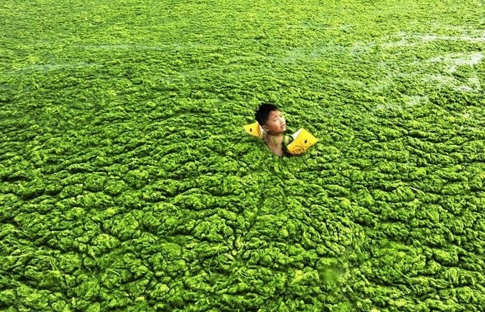 Вода в пруду зацвела из-за чрезмерных сельскохозяйственных стоков.