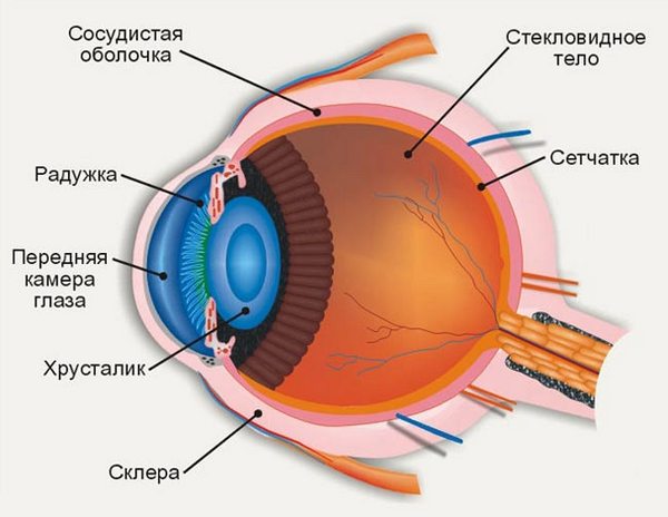 Внутреннее строение глаза.