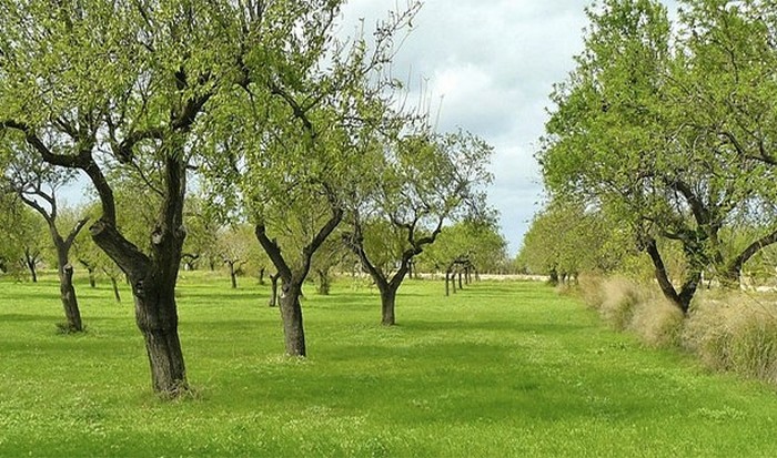 Большие деревья делятся питательными веществами с меньшими.