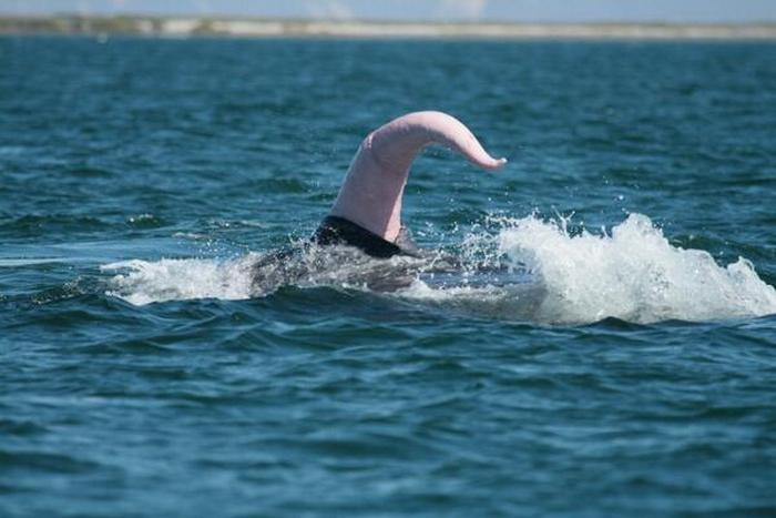 Синий кит - обладатель самого большого пениса 