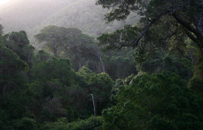 Лесной массив: горные леса восточной Африки.