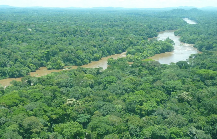 Лесной массив: прибрежные леса Восточной Африки.
