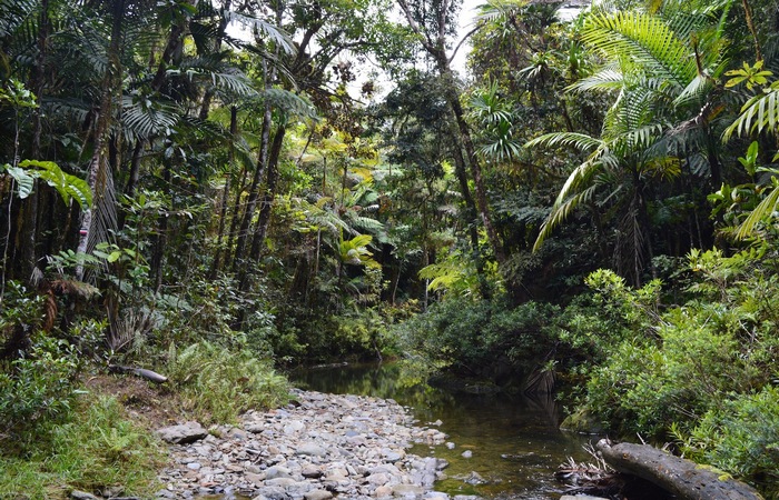 Лесной массив: леса Новой Каледонии. 