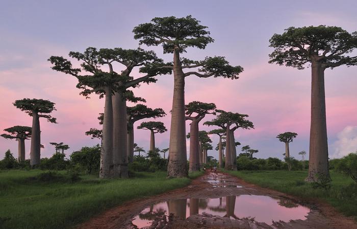 Лесной массив Мадагаскара.
