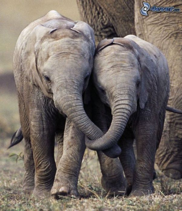 Обнимающиеся слонята.