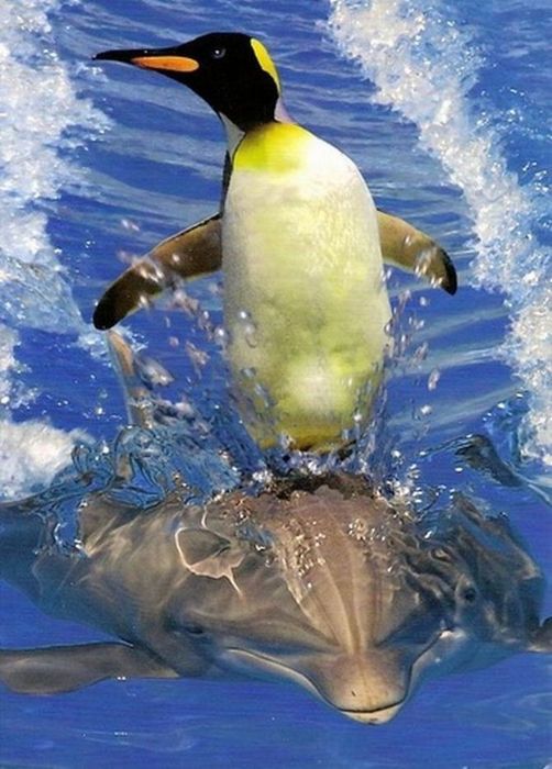 Пингвин-серфер.