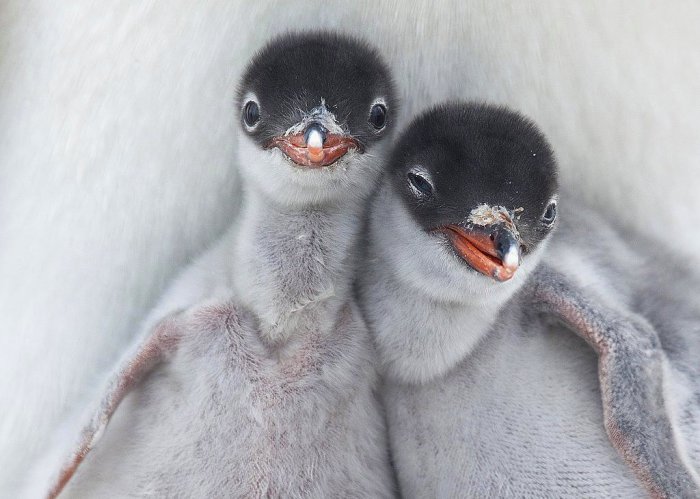 Новорожденные пингвинята.