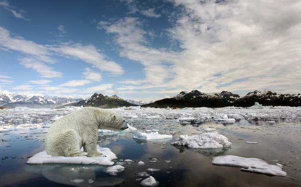 Арктические льды тоже тают.
