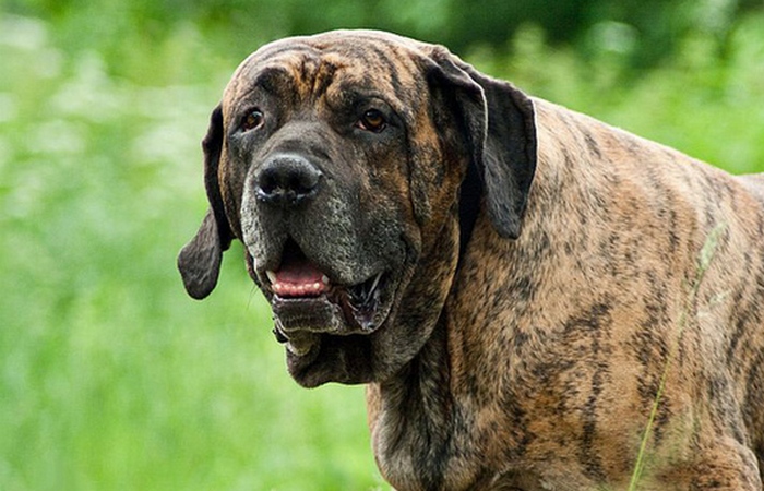 Крупная собака: фила бразилейро.