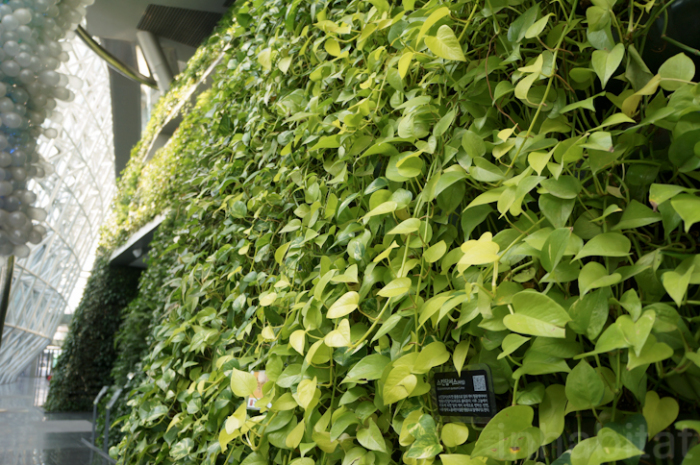 Эко-строительство: зелёная стена Сеула