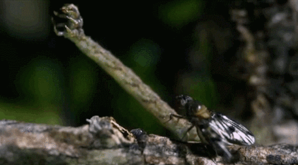 Eupithecia orichloris – прирождённый убийца