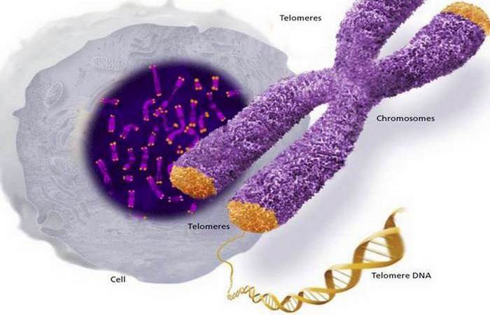 Интересный факт о теломеразе.
