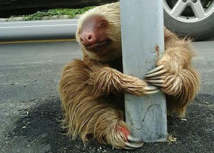 Не поблагодарив полицейских, продолжил дремать на ближайшем дереве.