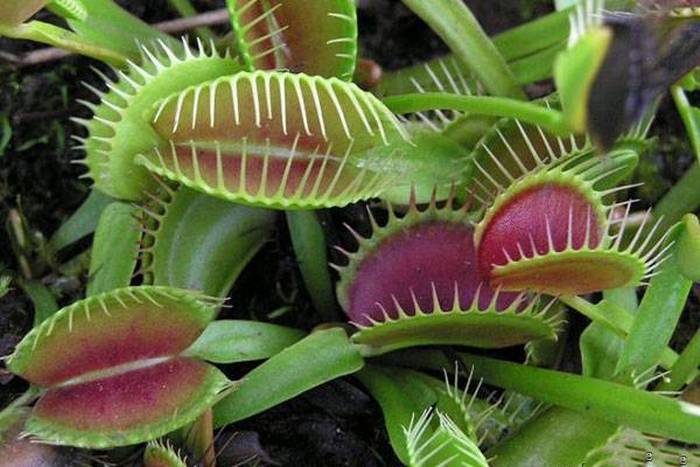 7 необычных растений-хищников, о которых многие даже не слышали |