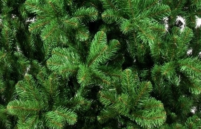 Рождественская норвежская ель. Рождественская норвежская ель.