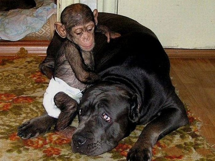 Собака стала приёмной матерью для детёныша шимпанзе"