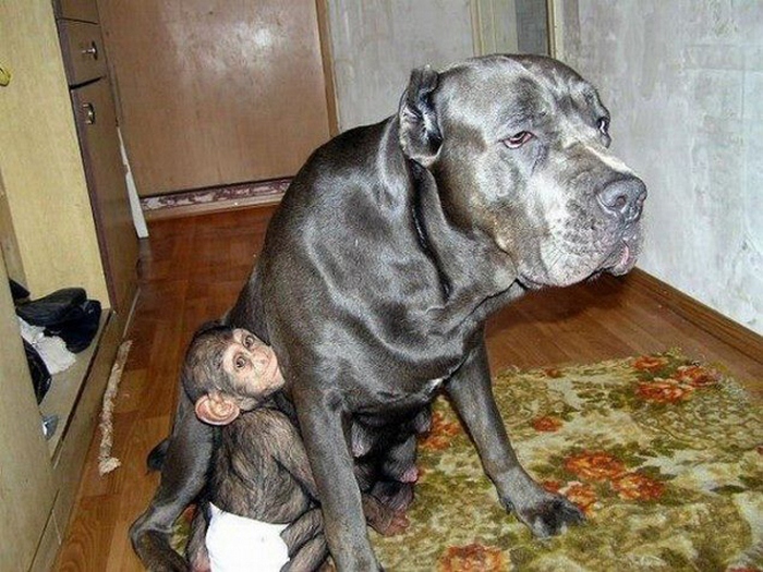 Собака стала приёмной матерью для детёныша шимпанзе"