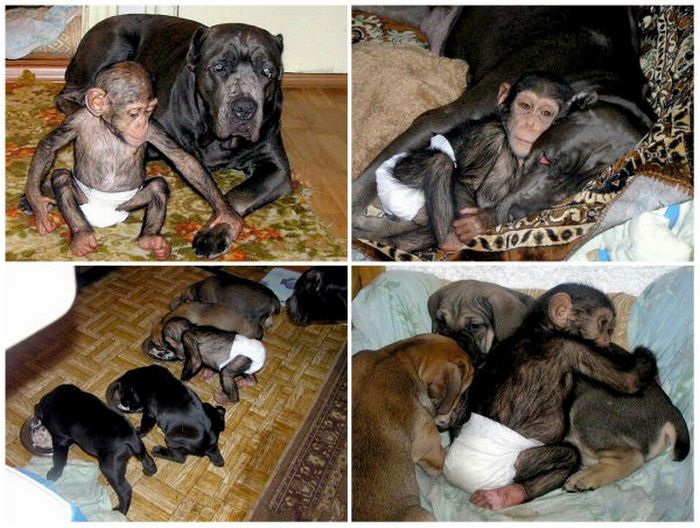 Собака стала приёмной матерью для детёныша шимпанзе