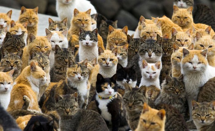 Кошки, оккупировавшие японский остров Аошима.