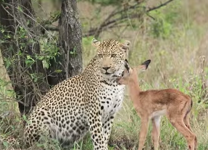 Леопард и детёныш антилопы