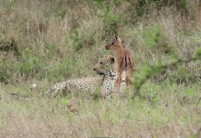 Леопард и детёныш антилопы