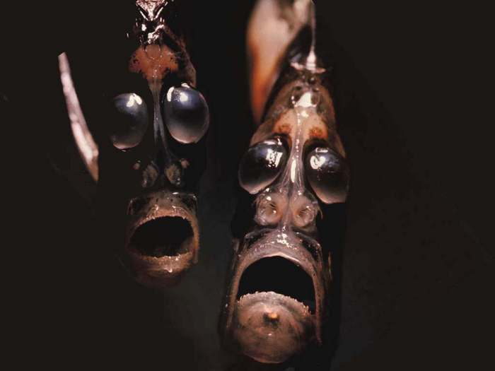 Глубоководная рыба Marine hatchetfish