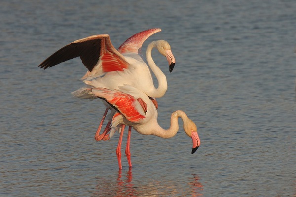 Спаривание фламинго