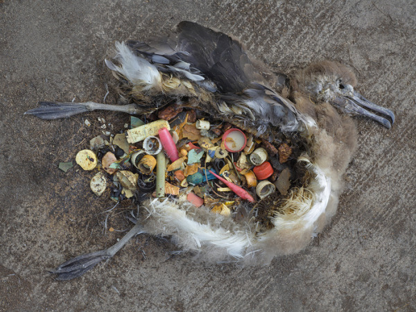 Очистка океана от мусора