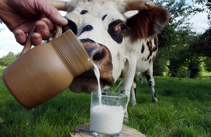 7 неожиданных фактов о молоке, известных не каждому