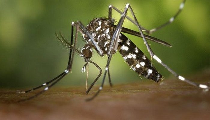 Кусаются только самки комаров.