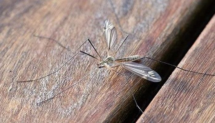 В мире насчитывается около 3500 видов комаров.
