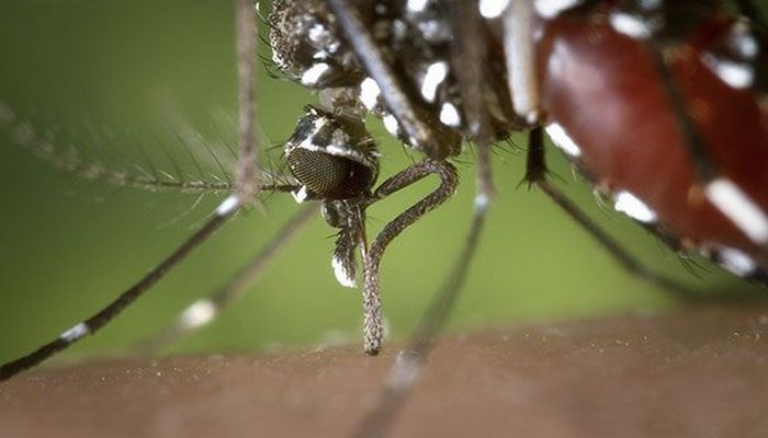 Самки комаров бьют крыльями до 500 раз в секунду.