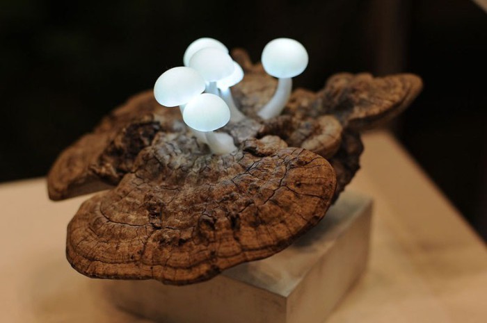 Mushroom Lights - светящиеся грибы