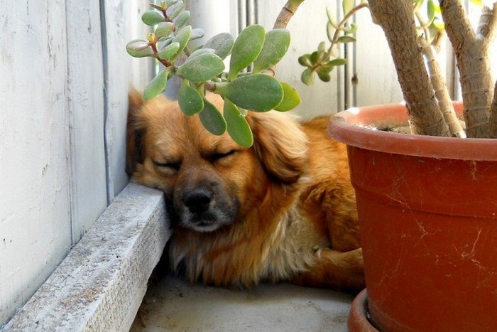 Диффенбахия, лилия, олеандр опасны для собаки.