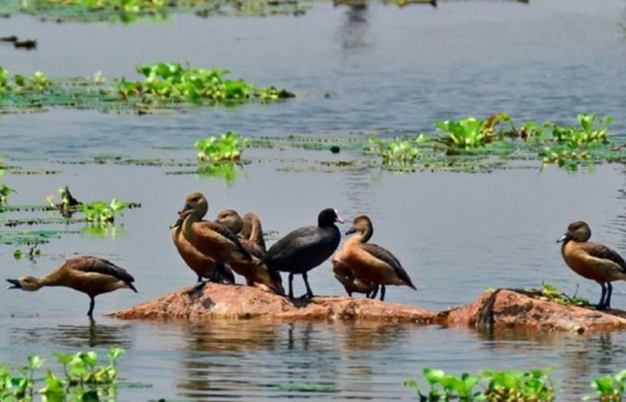 Восточно-Калькуттские водно-болотные угодья в Индии.