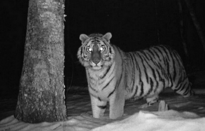 Тигр ночью.