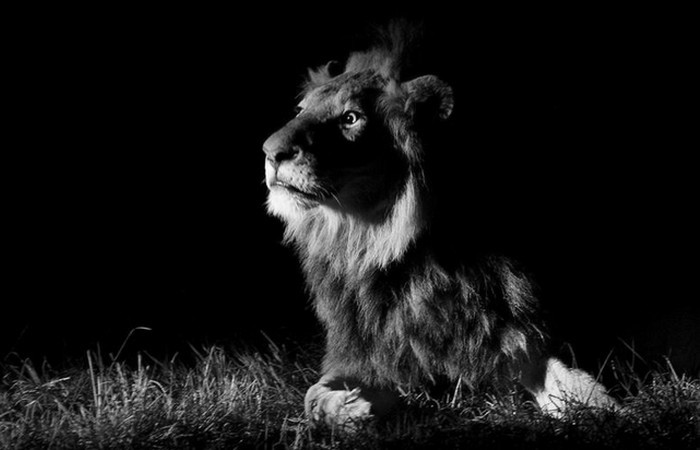 Лев ночью.
