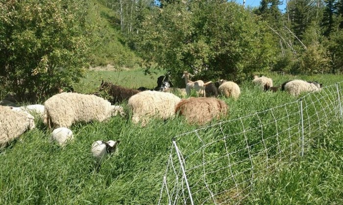 Овцы на учебной ферме NFTI.