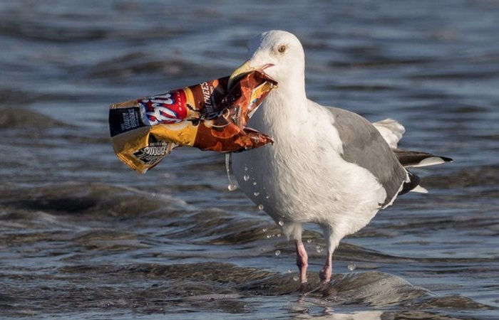  Количество пластика в океане может утроиться к 2025 году. Чайки могут не справиться.