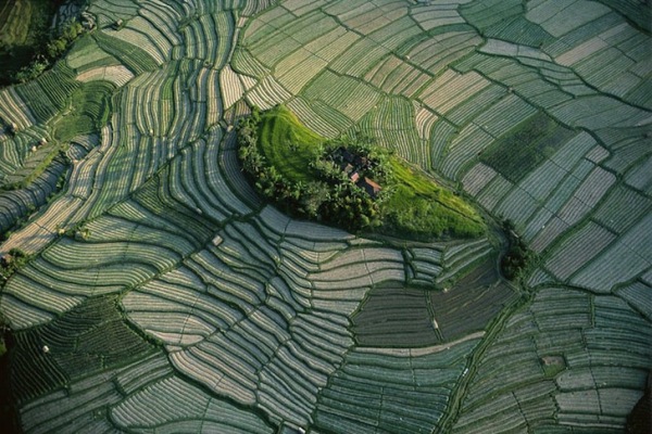 Островок зелени на террасных рисовых полях, Бали, Индонезия