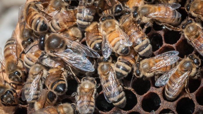 Пчелы-инквизиторы