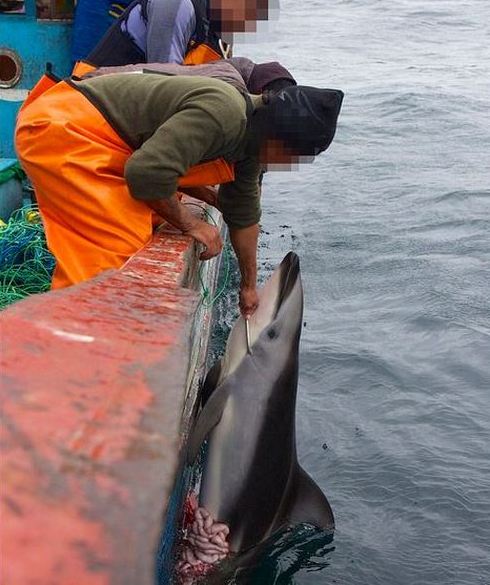 Рыбак затаскивает тушу дельфина на судно для разделки