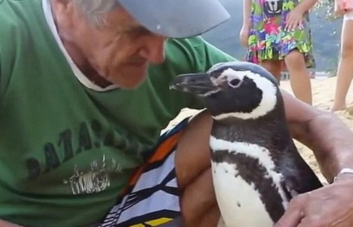 Мужчина спас пингвина и назвал его Диндим.