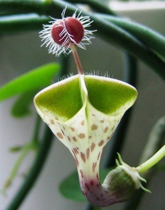 Уникальное растение: Церопегия.