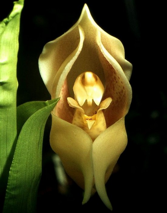Уникальное растение: Анголуя одноцветковая.