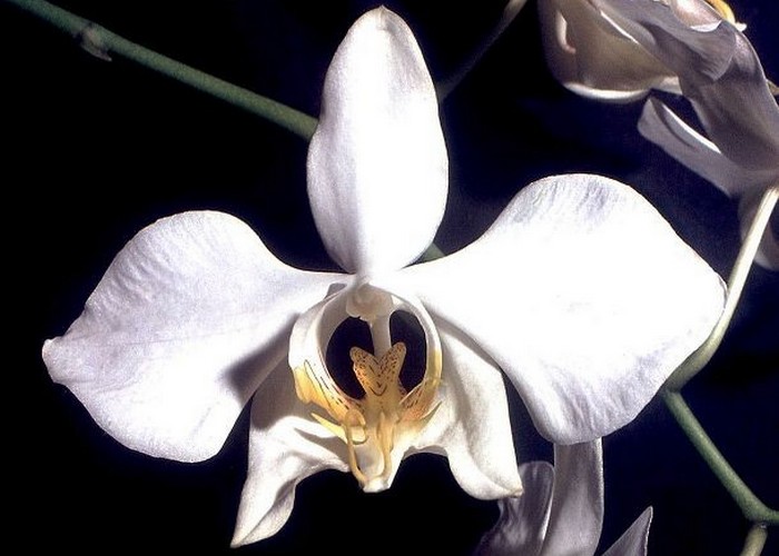 Уникальное растение: Фаленопсис.