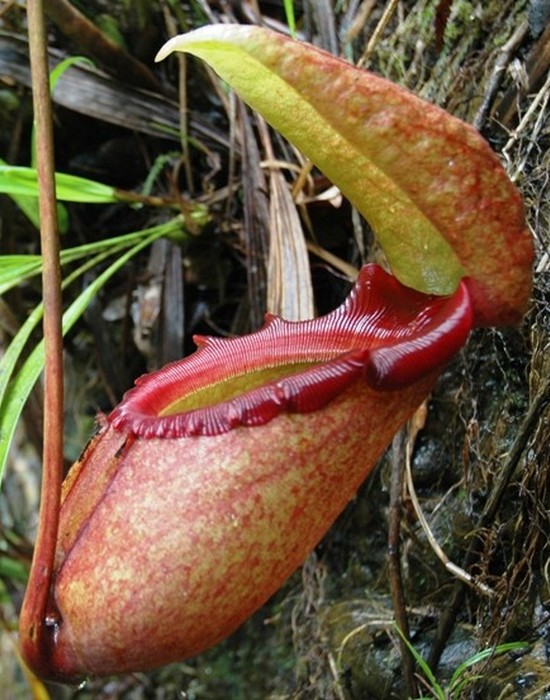 Уникальное растение: Непентес Раджа.