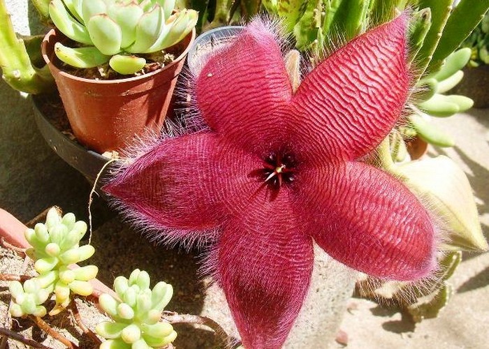 Уникальное растение: Морская звезда.