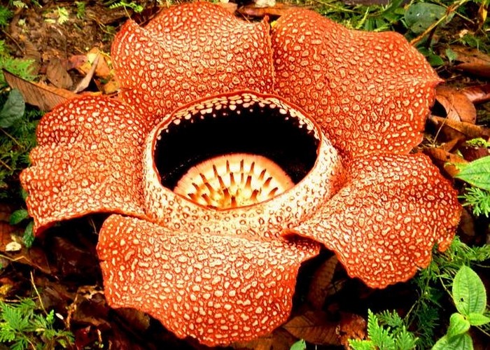 Уникальное растение: раффлезия Арнольда.